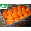 15kg panier en plastique Fresh Navel Orange